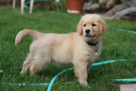 File:Golden Retriever puppy standing.jpg