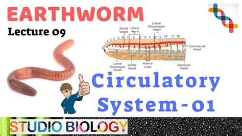 Earthworm Activity Sheets-closed Circulatory System