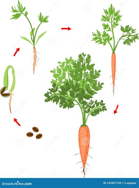 Carrot Plant Growth Stages Infographic Elements. Growing Process Of ...