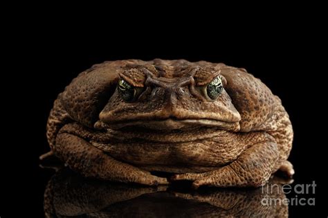 Cane Toad Photograph by Sergey Taran - Fine Art America