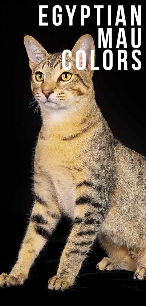 Egyptian Mau Colors - From Silver To Bronze, The Patterns and Shades