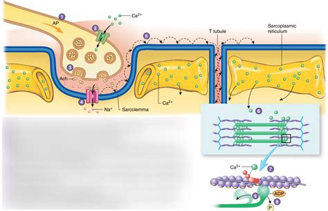 summary of skeletal muscle contraction Diagram | Quizlet