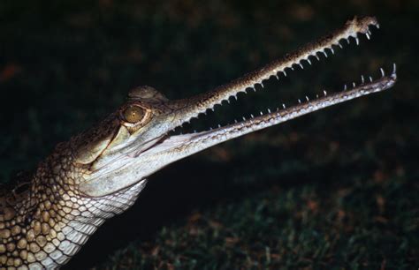 Gharials under grave threat | WWF