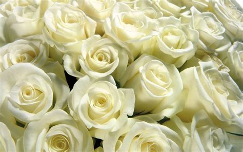 White Rose Wallpapers - Wallpaper Cave