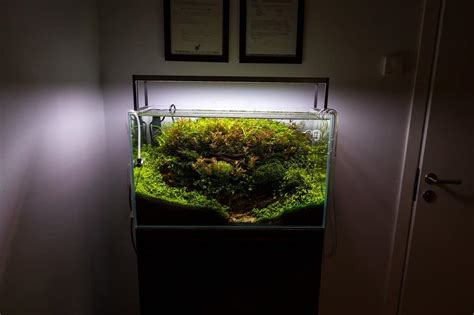 Planted aquarium: Full lighting guide - Aquariadise