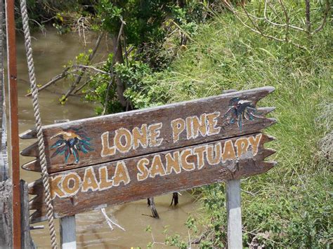 Lone Pine Koala Sanctuary - Saving the Aussie Koalas