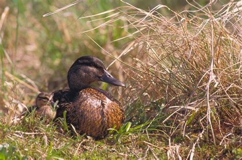 American black duck — Ducks Unlimited Canada