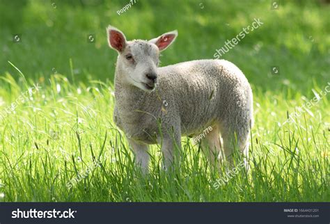 Cute Baby Lamb Field Stock Photo 1664431201 | Shutterstock