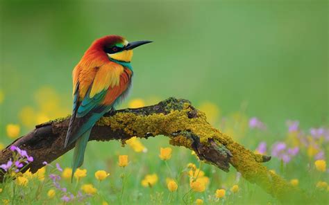 Spring Bird Desktop Wallpaper (81+ images)