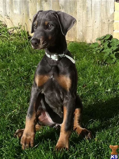 143 best Doberman mixed images on Pinterest | Doberman pinscher ...