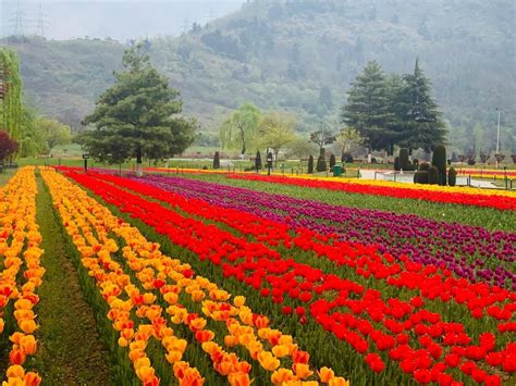 Spring Grove Tulip Festival 2024 - Edin Doralynne