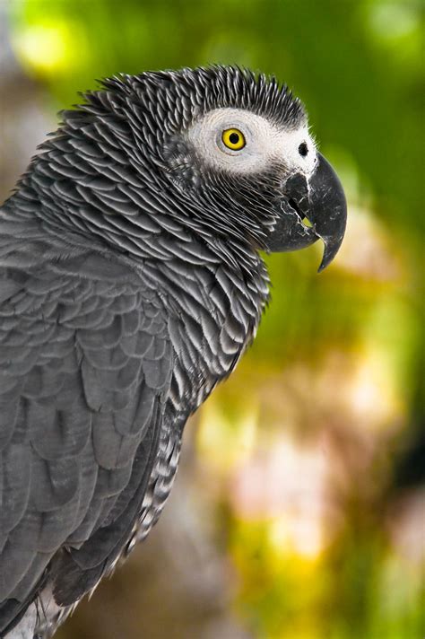 Bird Snatching Bandits Kidnap African Grey Parrot to Near Extinction in ...