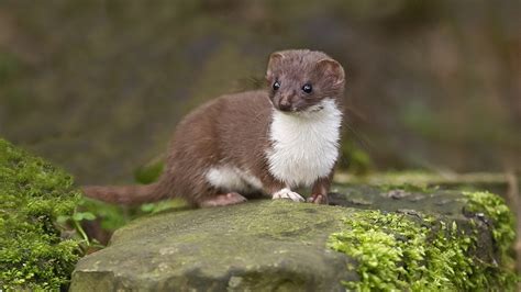 Stoat