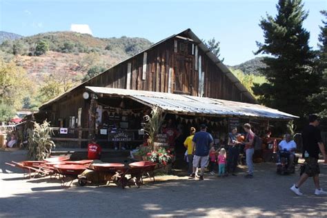 Oak Glen Apple Picking 2024 Guide: U-pick Farms, Cider Donuts, Petting ...