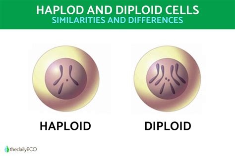 Difference Between Haploid and Diploid Cells - With Diagrams