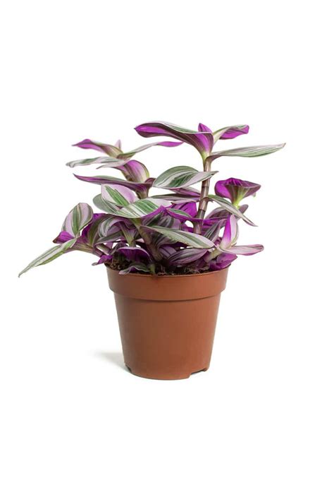 Pink Nanouk - Indoor Plants | Plantshop.me