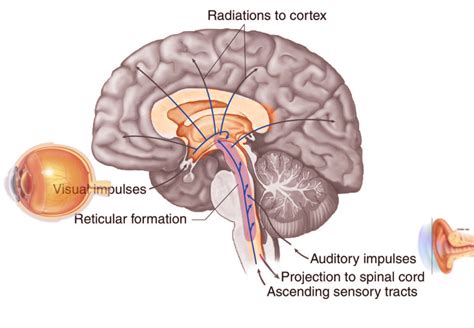 Reticular Formation