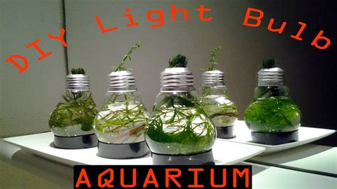 DIY Light Bulb Aquarium - YouTube