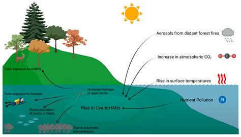 Toxins | Free Full-Text | Cyanobacterial Harmful Algal Bloom Toxin ...