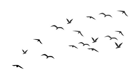 Flying Bird Silhouette