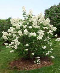 How to Prune Lilacs, Pruning Lilac Bushes. By The Gardener's Network.