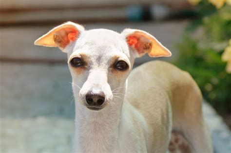 Italian Greyhound puppies - Care, training and more | Pawzy