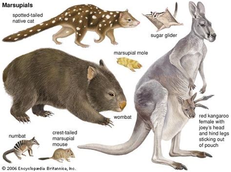 marsupial | Definition, Characteristics, Animals, & Facts | Britannica.com