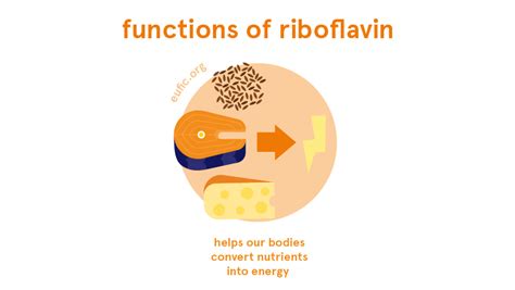 Riboflavin (vitamin B2): foods, functions, how much do you need & more ...