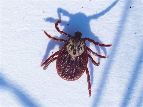 An In-Depth Guide To Brown Dog Ticks | Types Of Ticks In New Jersey