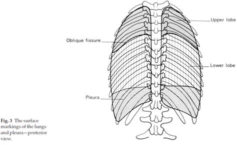 😊 Oblique fissure surface marking. oblique fissure (lung). 2019-01-19