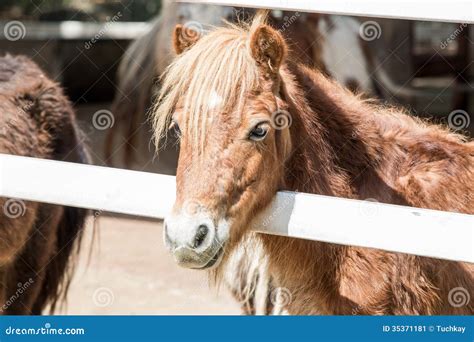 Dwarf horse. stock image. Image of color, ranch, grazing - 35371181