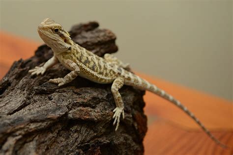 Interesting Facts About Baby Bearded Dragon | Pets Nurturing