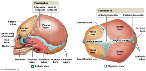 infant skull and fontanelles | Human anatomy and physiology, Skull ...