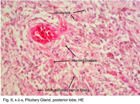 Posterior Pituitary Gland Histology Nerve Fibers