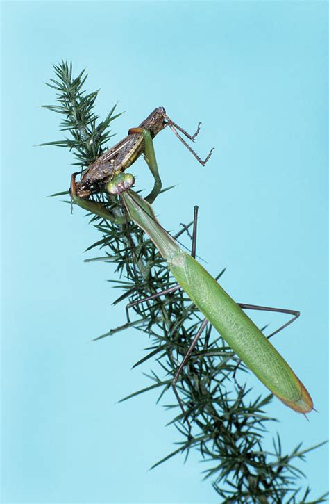 Praying Mantis Feeding Photograph by M F Merlet/science Photo Library ...