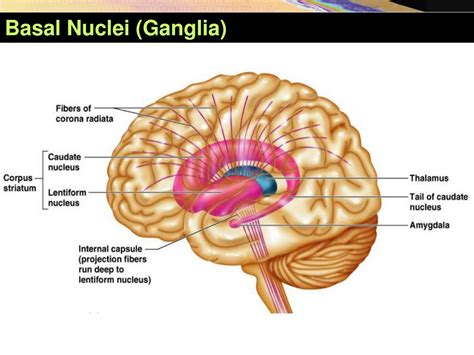 PPT - Basal Nuclei (Ganglia) PowerPoint Presentation, free download ...