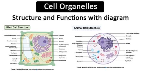 Cell Organelles: Definition, Structure, Functions, Diagram