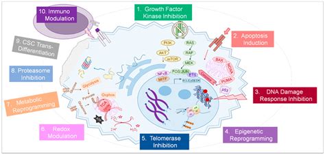 The principles of targeted cancer therapy. A number of physiological ...