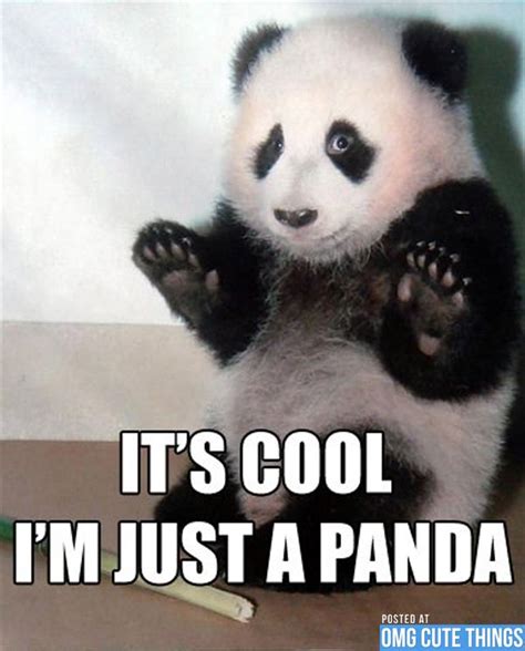 Panda Memes! - OMG Cute Things | Funny animal quotes, Funny animal ...