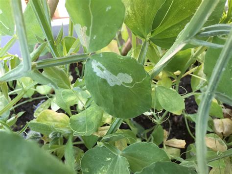 Leaf miner - Gardening at USask - College of Agriculture and ...