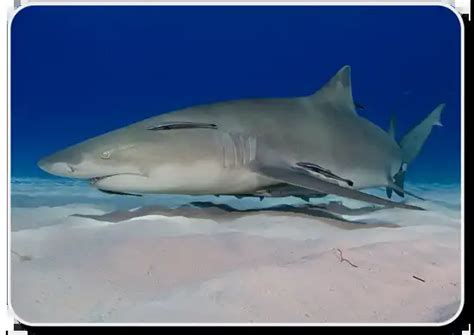 Lemon Shark Facts - Habitat ,Social Behavior & Human Interaction ...