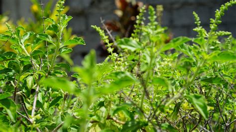 Health Benefits of Tulsi Green: with Tulsi & Green Tea Leaves | Ono Teas