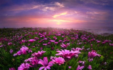 Field Of Daisies HD Wallpaper For Desktop Of Flower Fields | Flower ...