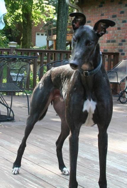 Welcome to Greyhound Adoption | Greyhound adoption, Grey hound dog ...