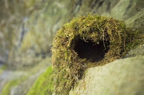 Types of Bird Nests