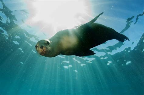 The Marine Mammal Center | California Sea Lion