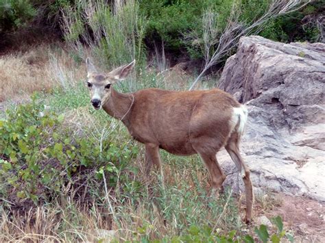 wildlife at grand canyon - We12Travel