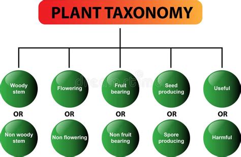 Plant Taxonomy Diagram - Vector Stock Vector - Illustration of family ...