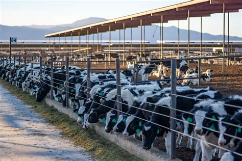 Learn More About Nevada Dairy Farms - Nevada Dairy Farmers