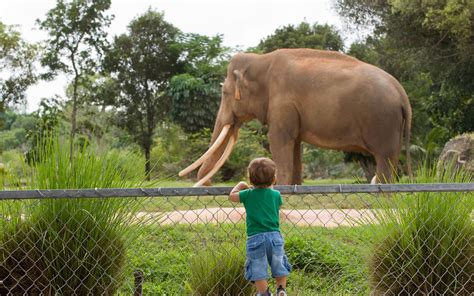 San Diego Zoo: Exotic Animals and Interactive Experiences